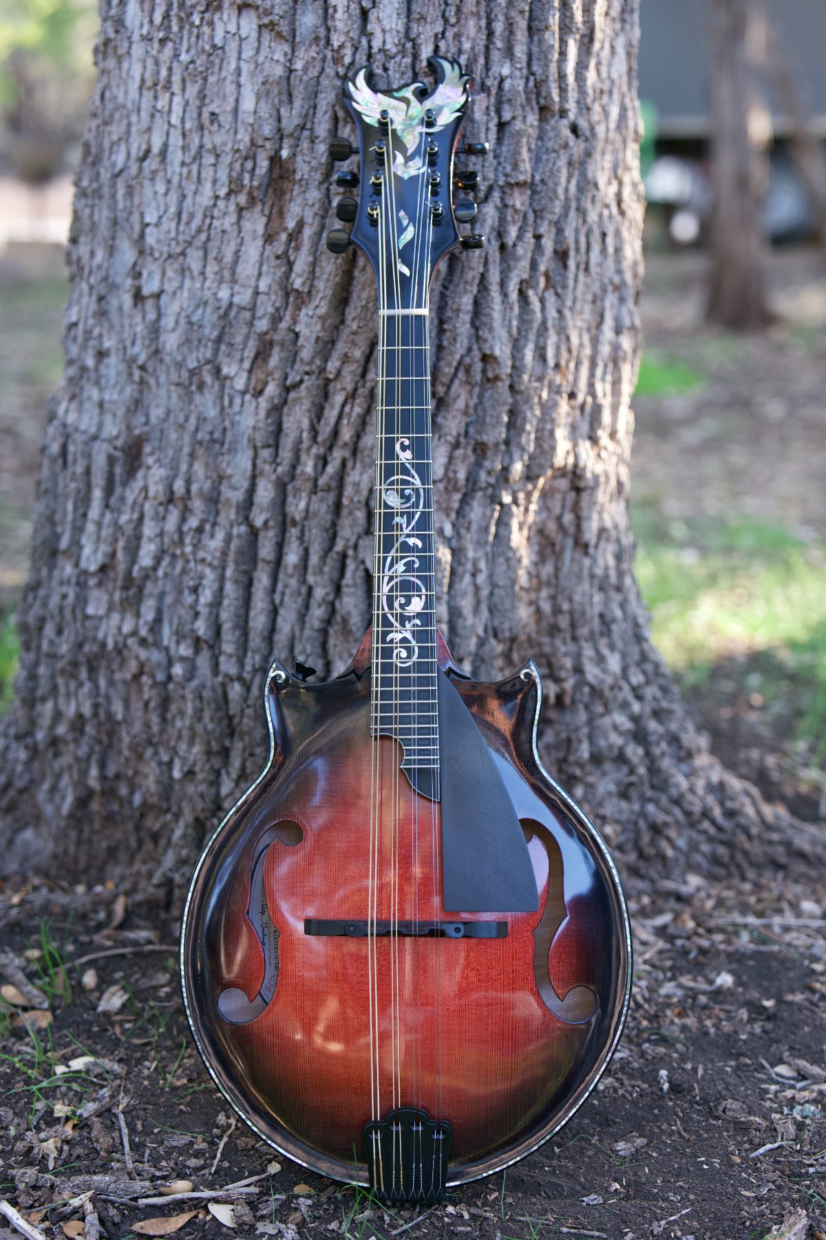 F-style mandolin against an oak tree